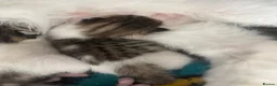Mixed Breed cats for sale: 2 baby girl kittens  in Nottingham - Advert 4