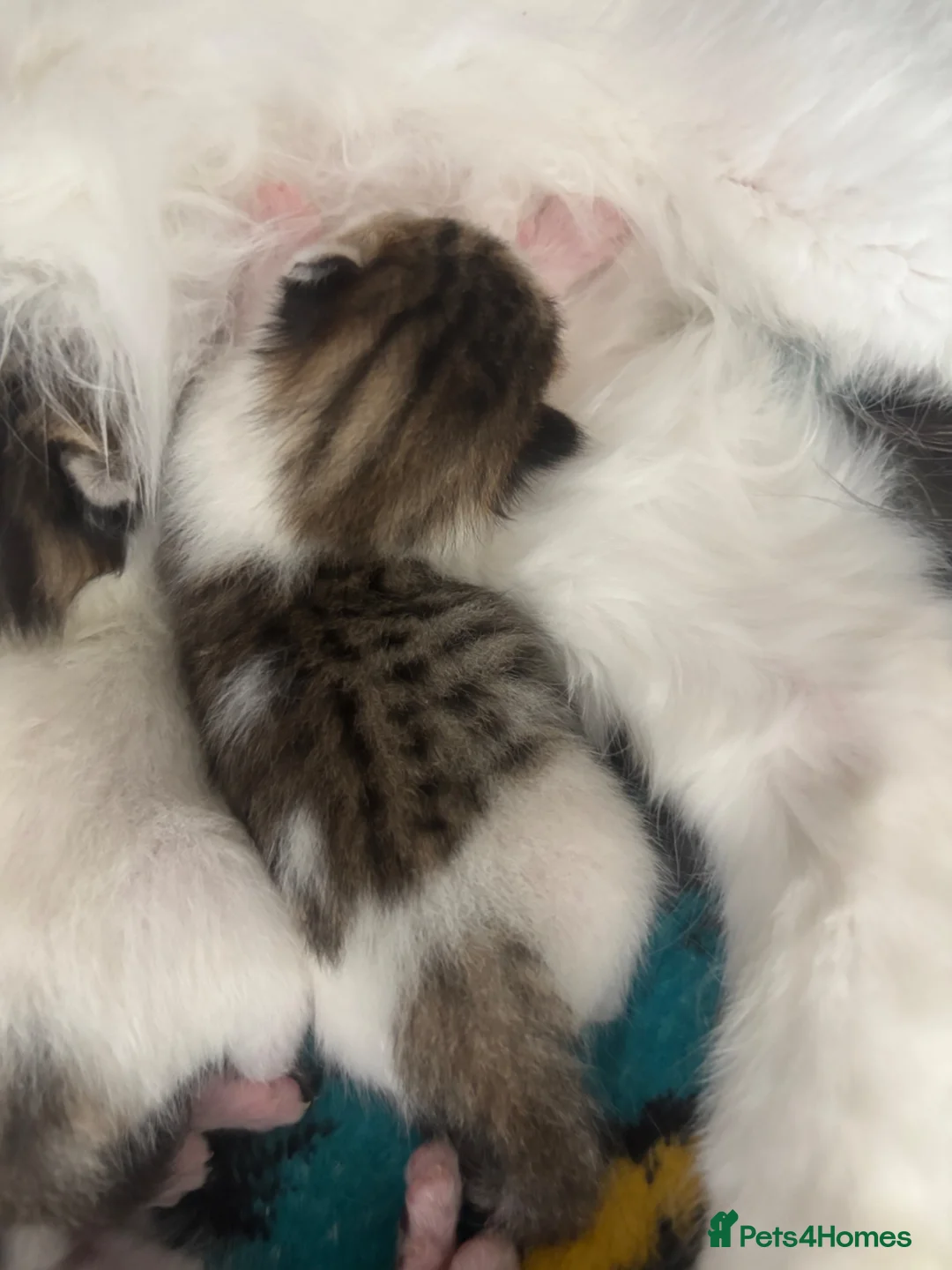 Mixed Breed cats for sale: 2 baby girl kittens  in Nottingham - Advert 4