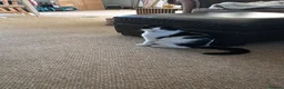 British Shorthair cats for sale: 5 month old kitten - Advert 2