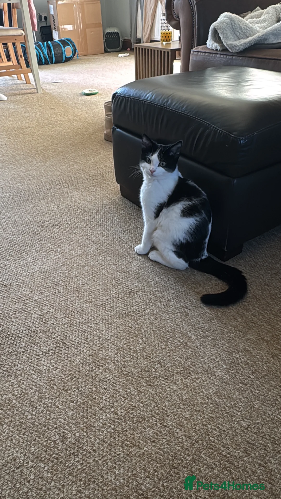 British Shorthair cats for sale: 5 month old kitten - Advert 2
