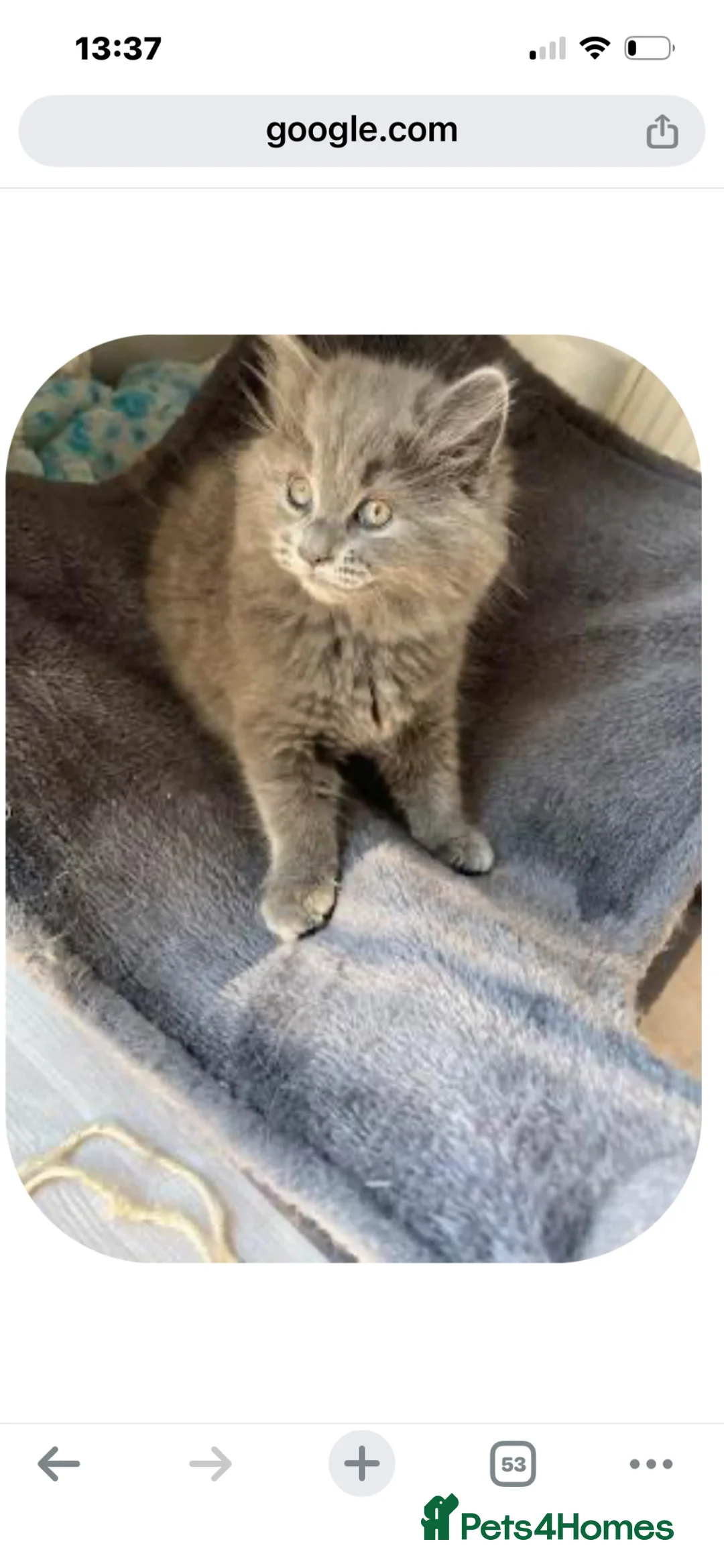 Mixed Breed cats for sale: Persian mix kittens ready to meet you! - Advert 14