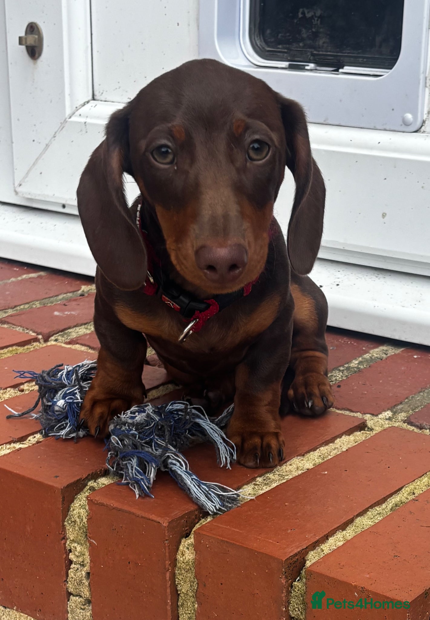 Miniature Dachshund dogs KC Miniature Dachshund ready now fully vaccinated  - Advert 2