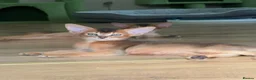 Abyssinian cats for sale: TICA 5* pedigree Abyssinian Kittens  - Advert 2