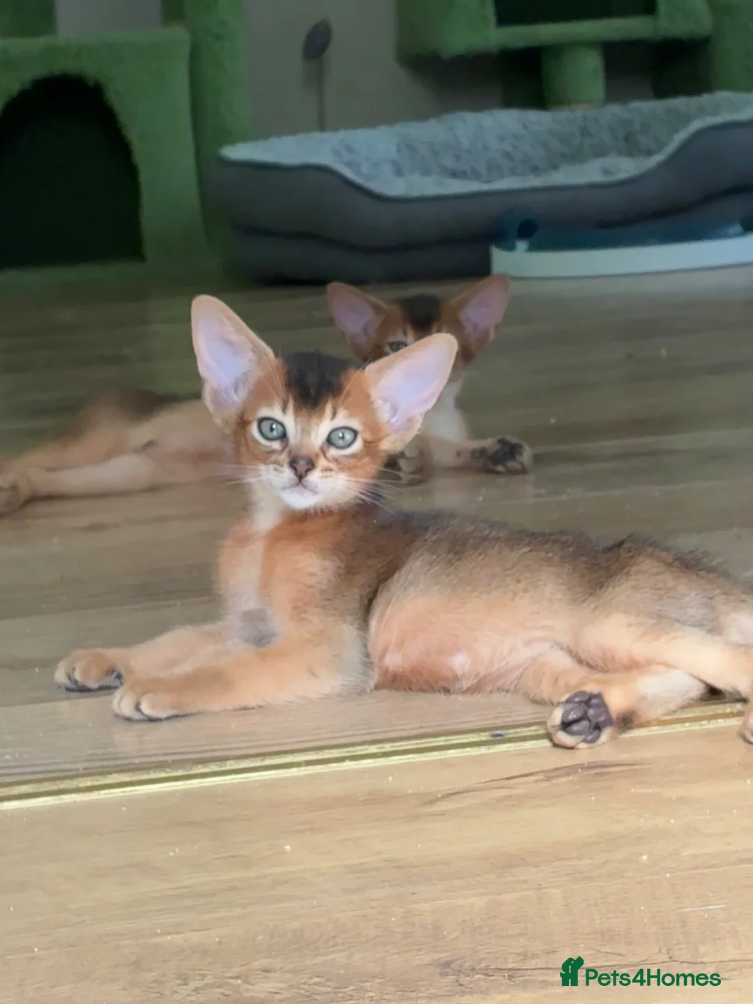 Abyssinian cats for sale: TICA 5* pedigree Abyssinian Kittens  - Advert 2