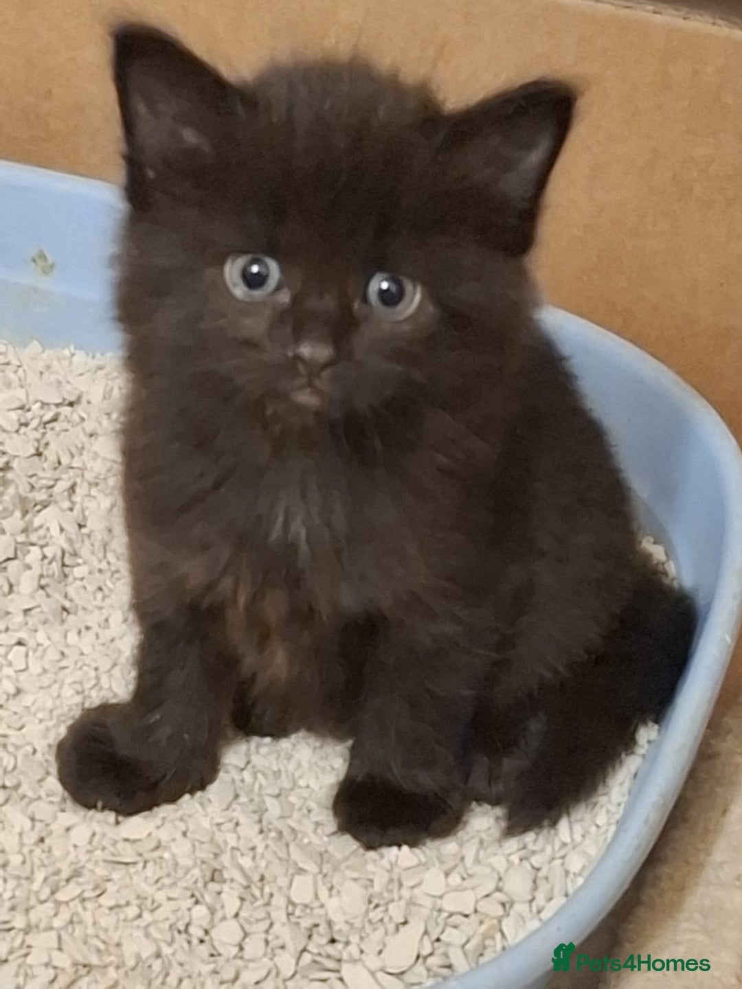 Mixed Breed cats for sale: 4 gorgerous kittens - Image 13