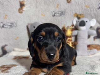 Dachshund dogs Last girl looking for new home ♥️🐶♥️ - Advert 17