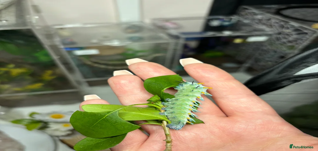 Gallery Image {{count}}