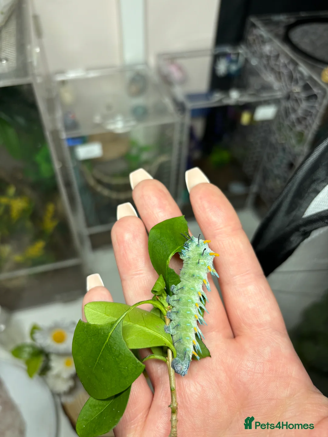 Gallery Image {{count}}