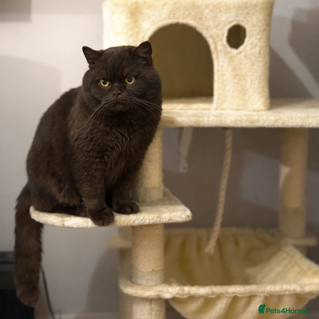 British Shorthair cats for stud: GCCF/TICA GCB Lines Chocolate BSH stud.  in Bromsgrove - Advert 3