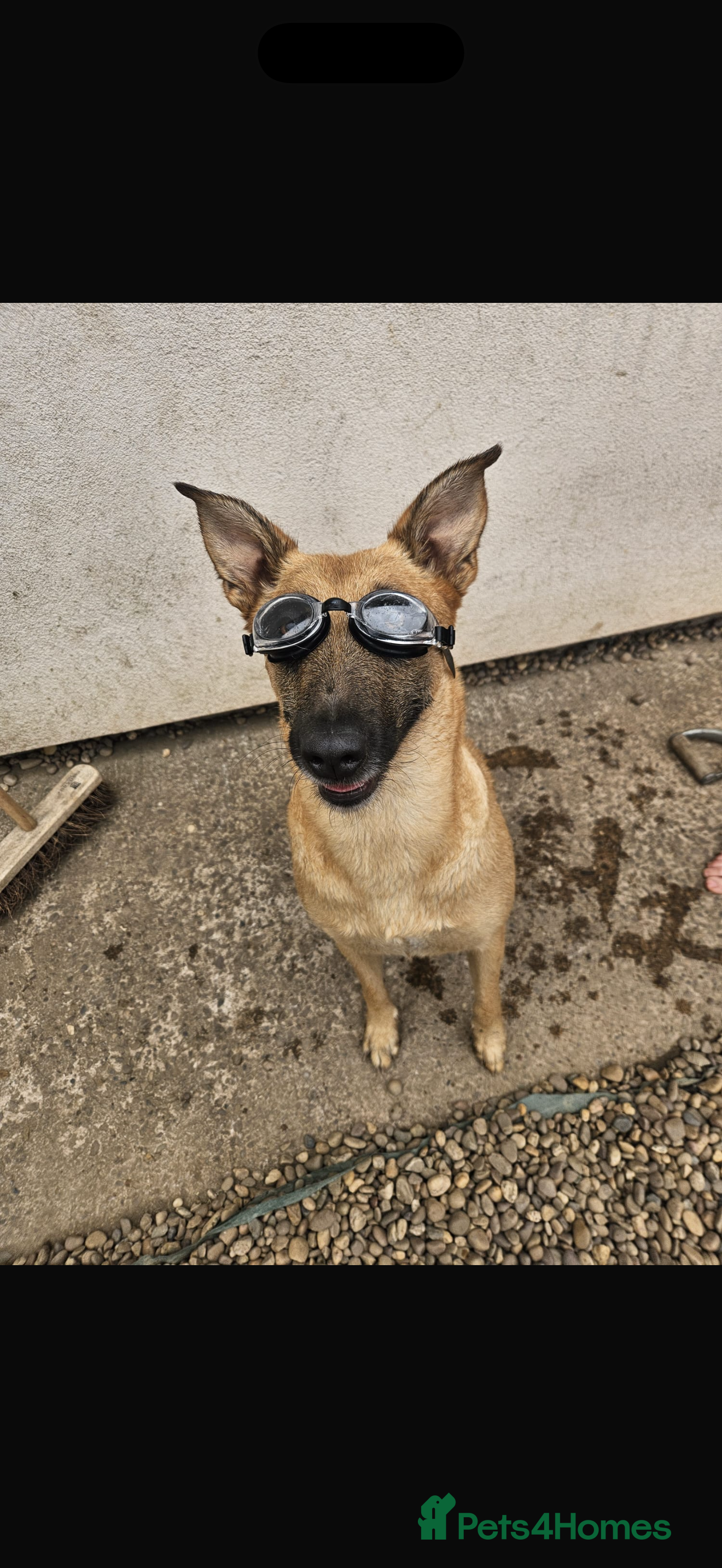 Belgian Shepherd Dog dogs Belgian Malinois pup - Advert 6