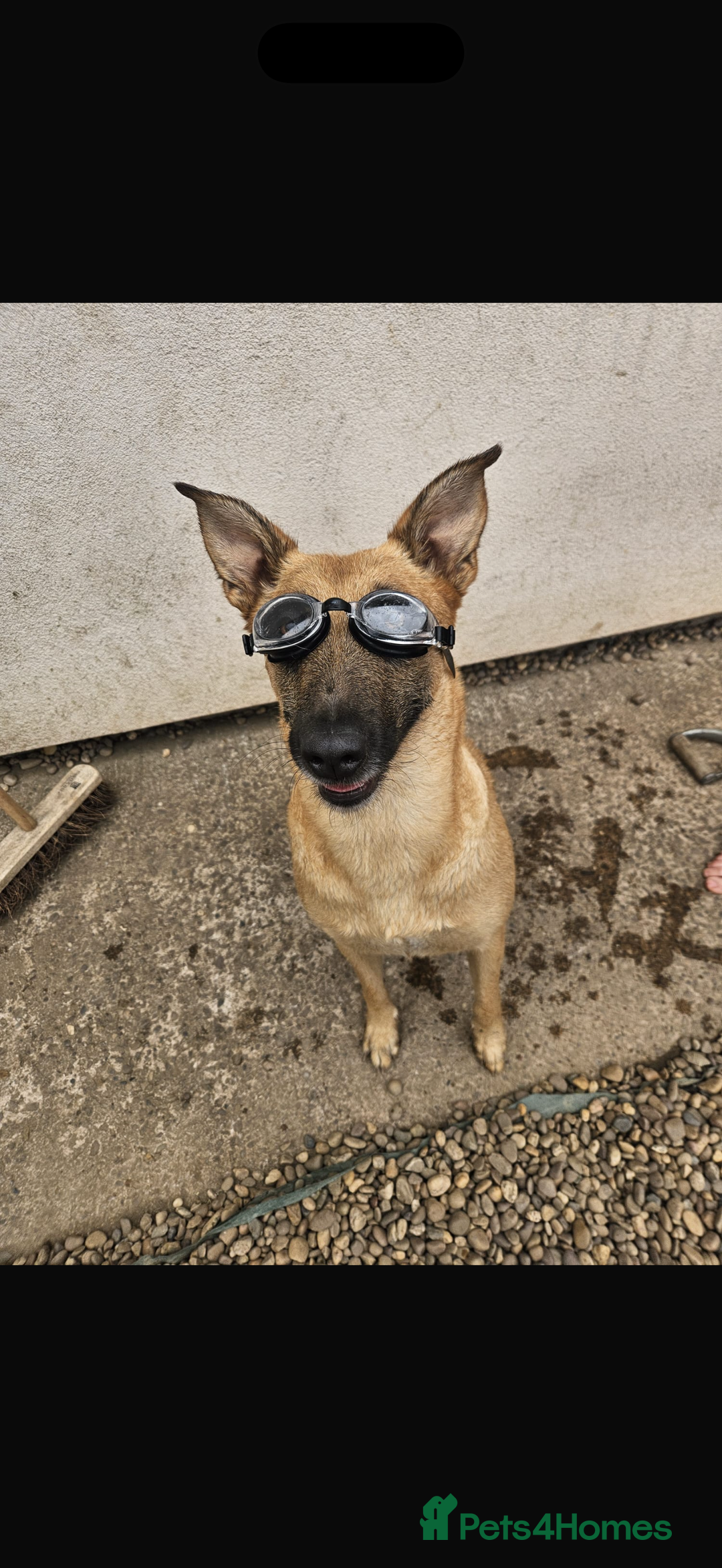 Belgian Shepherd Dog dogs for sale: Belgian Malinois pup - Advert 1