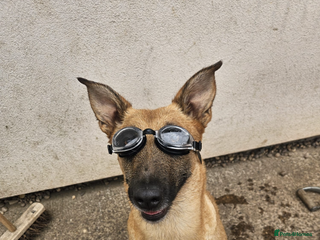 Belgian Shepherd Dog dogs Belgian Malinois pup - Advert 2