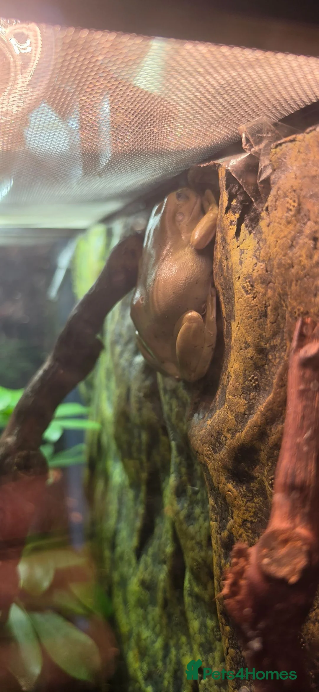 Frog reptiles for sale: White tree frogs blue and brown eyed - Advert 7