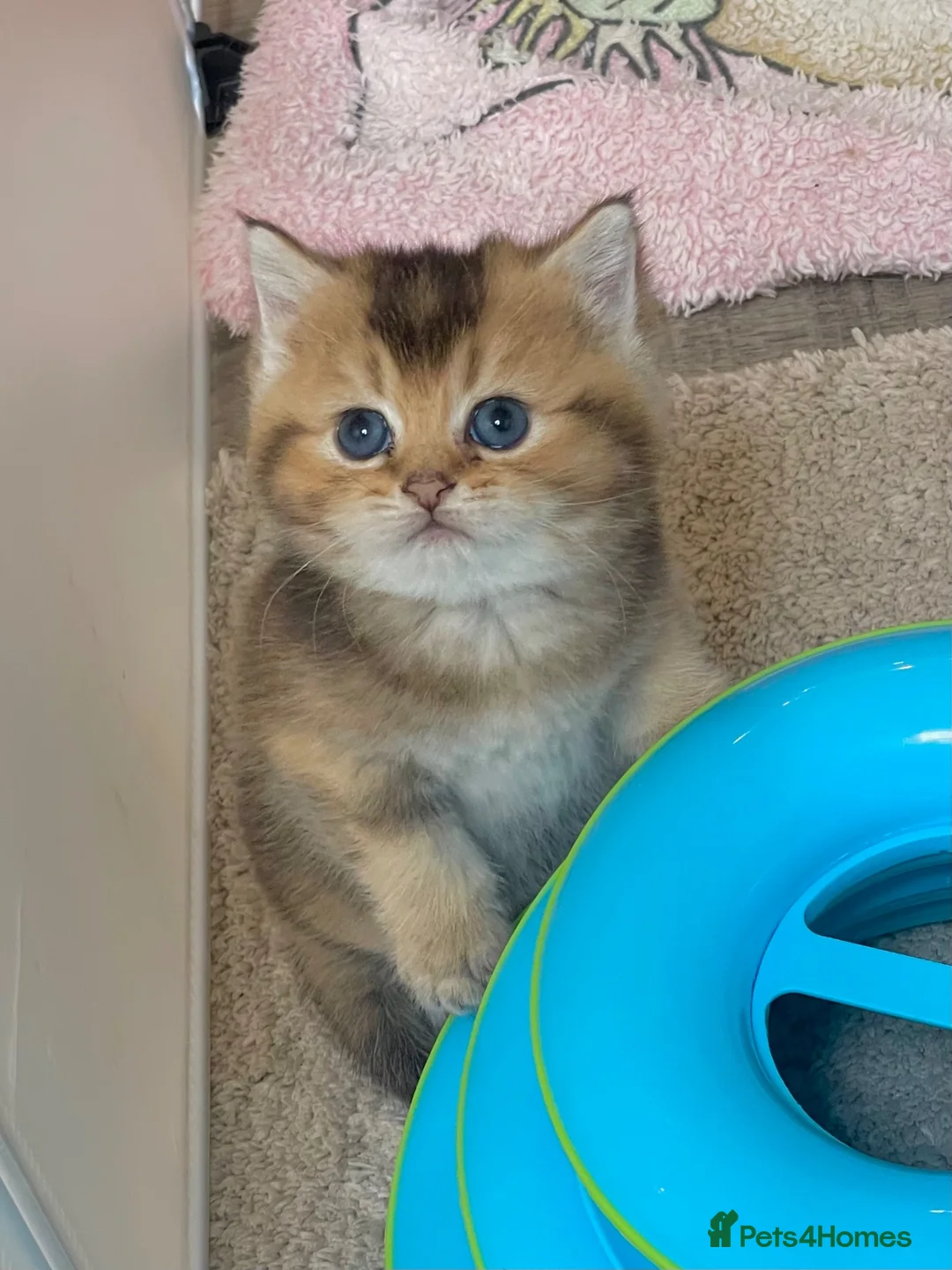 British Shorthair cats for sale: 💙Golden BSH kitten 💙 - Advert 8