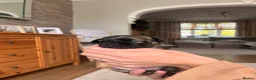 Mixed Breed dogs for sale: Stunning Chihuahua X puppies.  - Advert 16