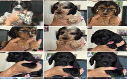 Cocker Spaniel dogs for sale: Stunning small cocker spaniel puppies - Image 1