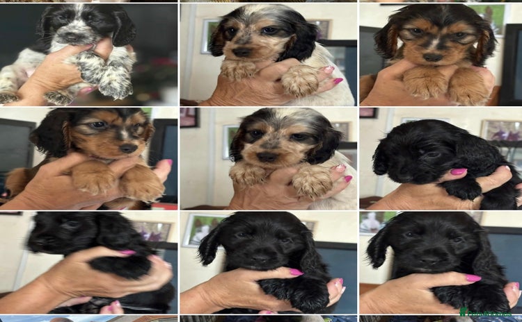 Cocker Spaniel dogs - Advert 16