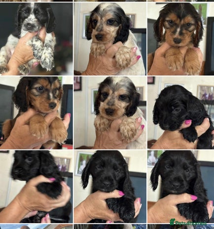 Cocker Spaniel dogs - Advert 7