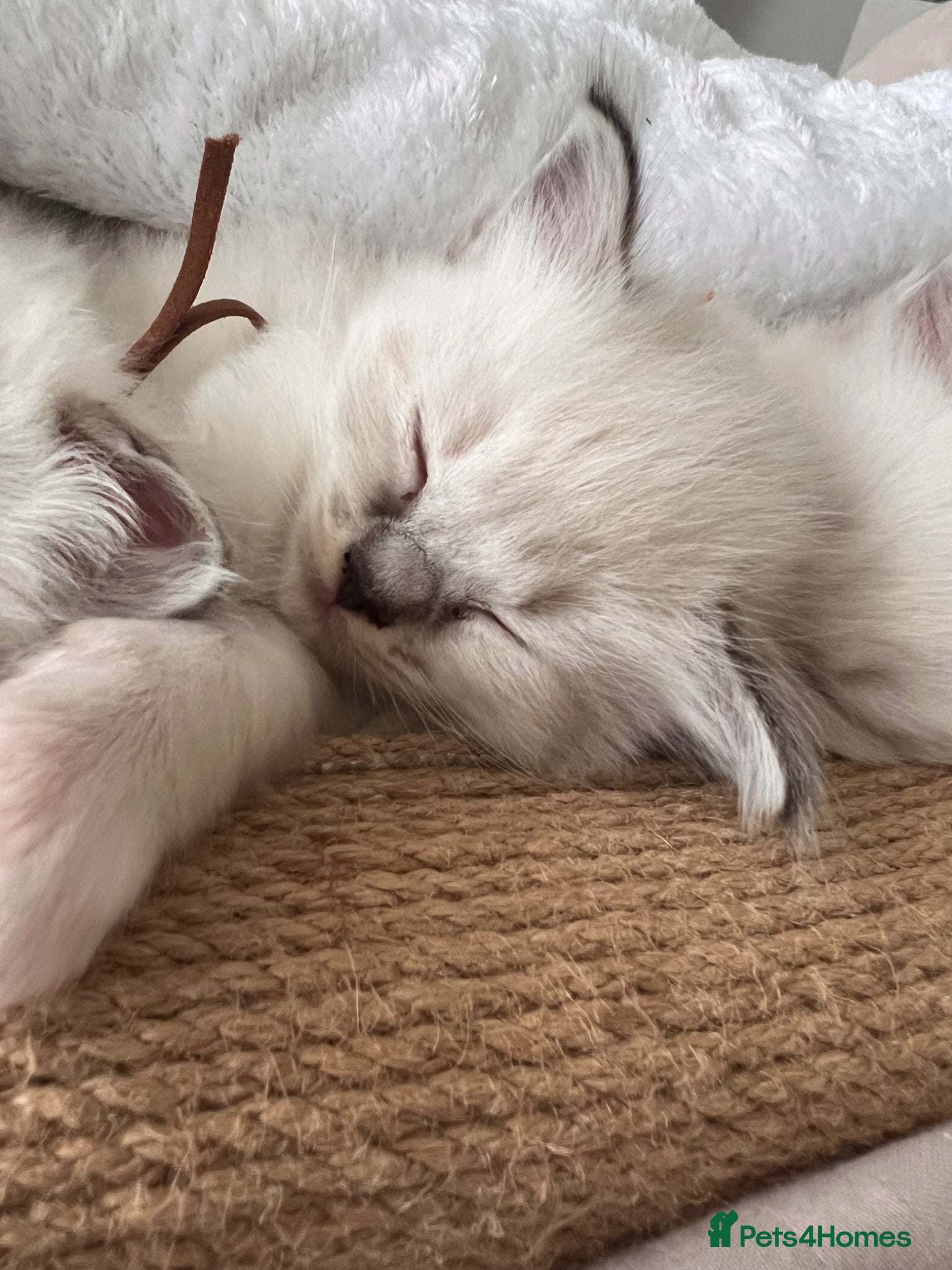 Ragdoll cats for sale: Ragdoll kittens in Menai Bridge - Advert 8