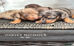 Miniature Dachshund dogs for sale: Miniature Daschund KC. PRA-OI-CRD-PRA-NCL - Image 13