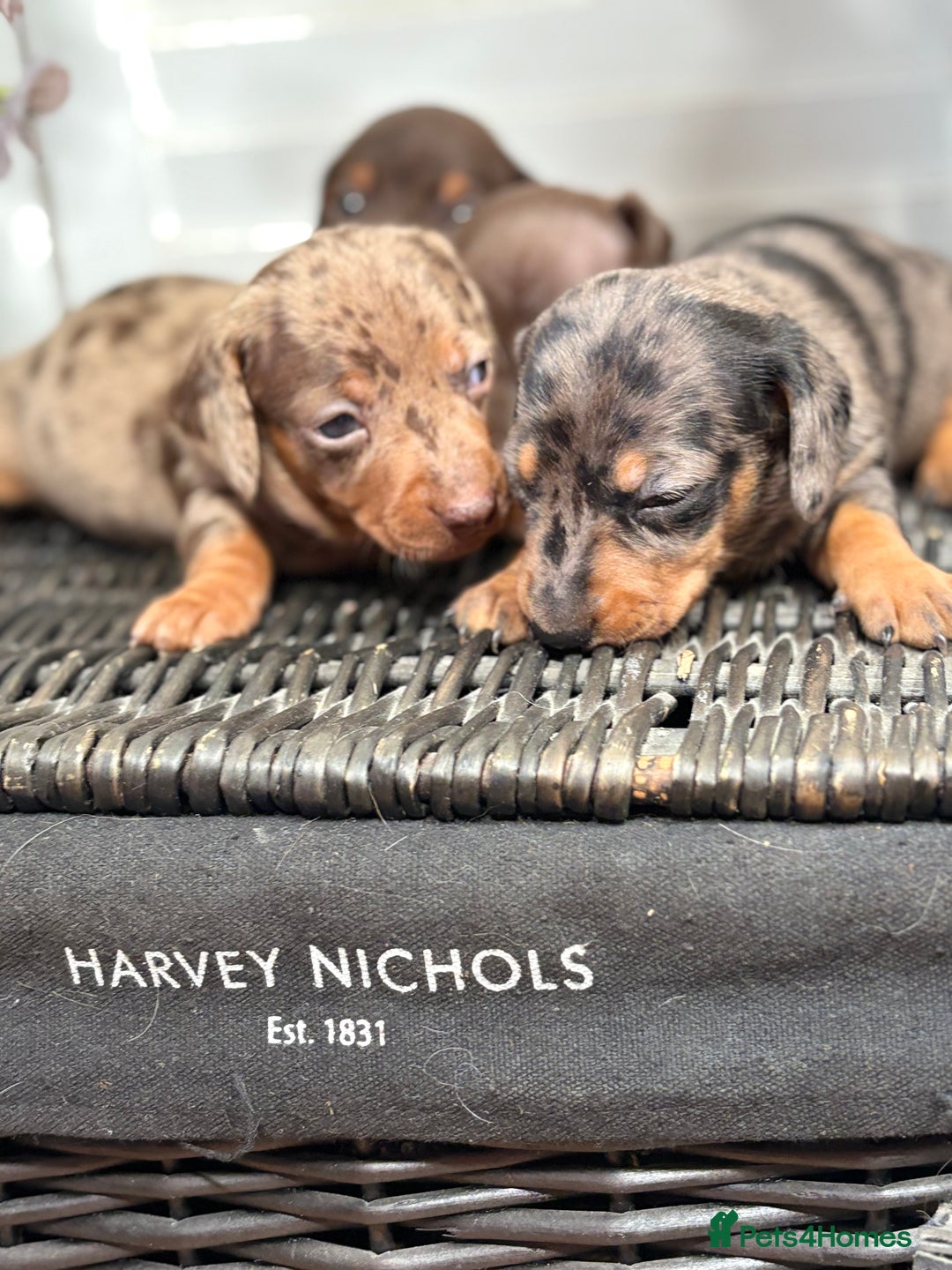 Miniature Dachshund dogs for sale: Miniature Daschund KC. PRA-OI-CRD-PRA-NCL - Image 13