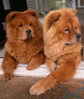 Chow Chow dogs - Advert 2