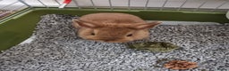 Netherland Dwarf rabbits for sale: Unique, Rare Red Fox Rabbit for sale - Advert 20