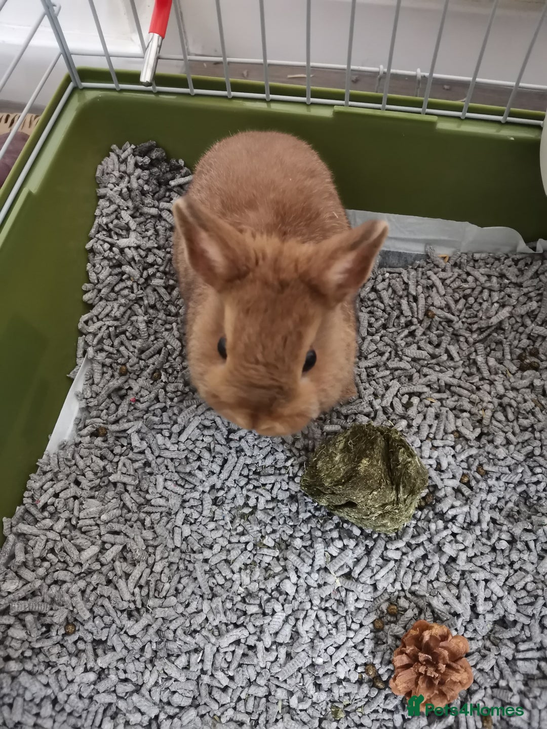 Netherland Dwarf rabbits for sale: Unique, Rare Red Fox Rabbit for sale - Advert 20