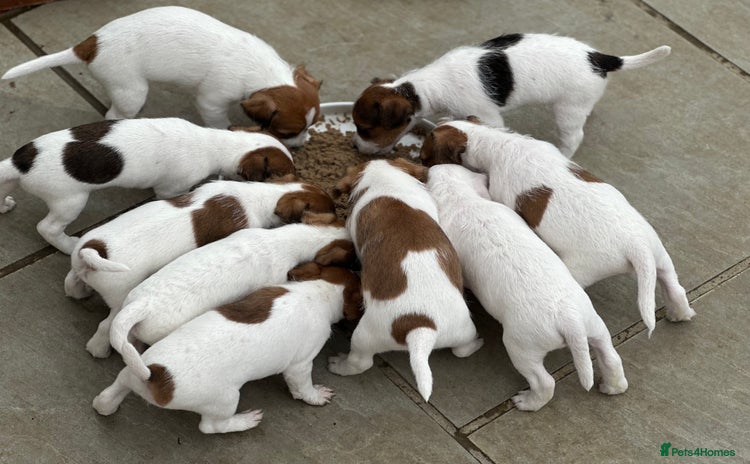 Parson Russell dogs - Advert 2
