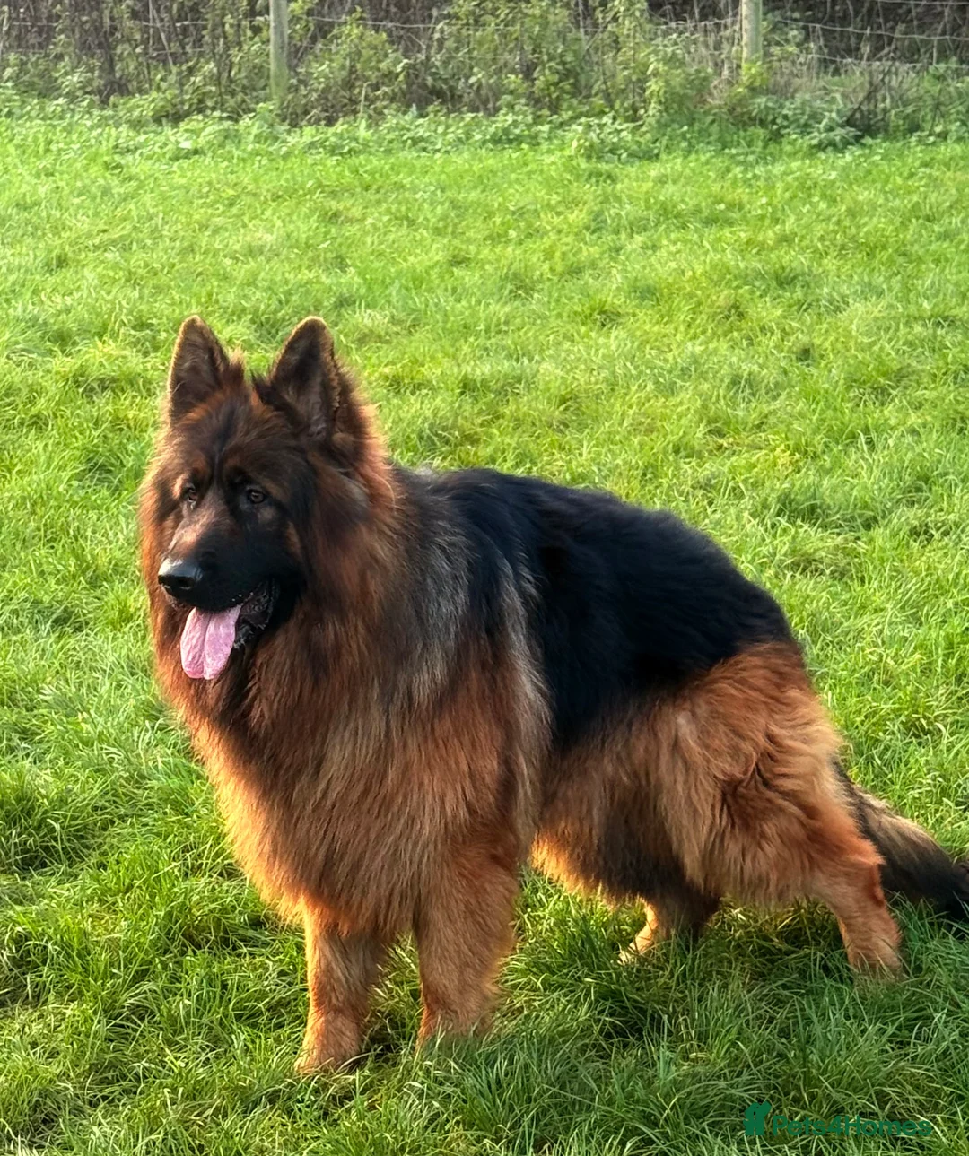 German Shepherd dogs for stud: Bear🤩kc reg proven long haired health tested stud - Advert 4