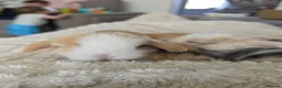 Mini Lop rabbits for sale: Stunning Harli Mini Lop Babies - Advert 21