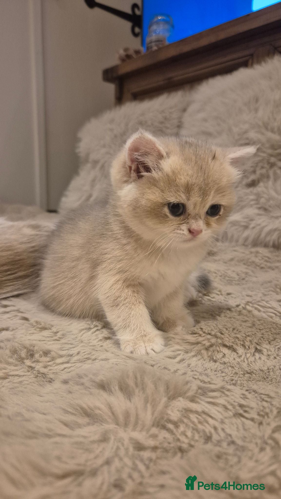 British Shorthair cats The Tik Tok Party kittens  - Advert 1