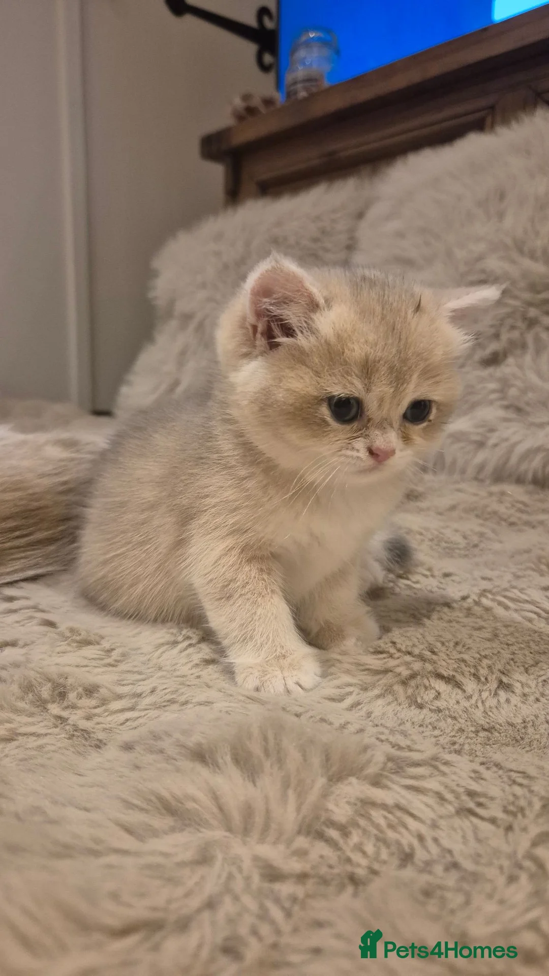 British Shorthair cats for sale: The Tik Tok Party kittens  in Holsworthy - Advert 1