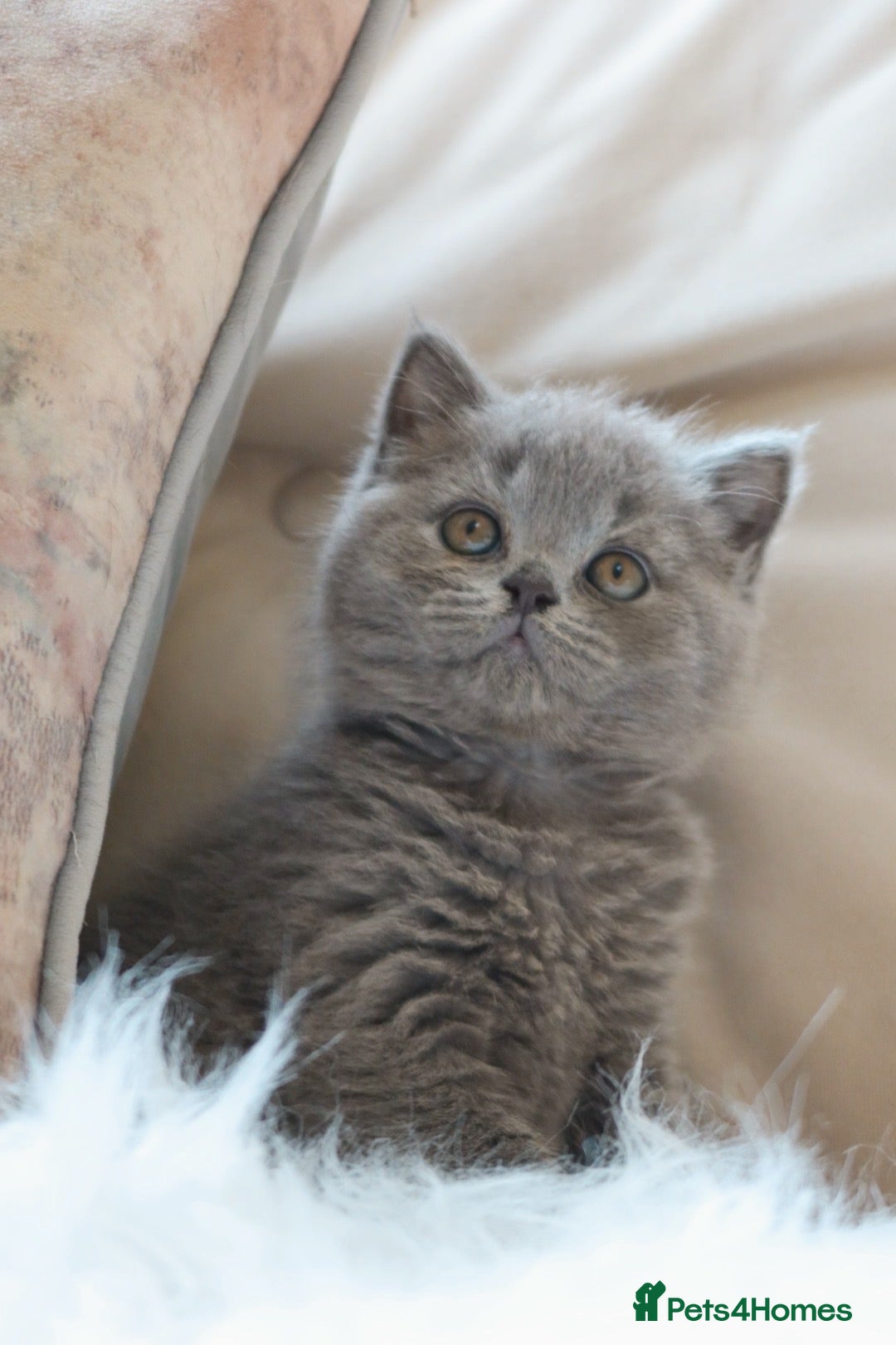 British Shorthair cats Beautiful Blue Girl Kitten - Reg & Licensed - Advert 1