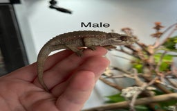 Chameleon reptiles for sale: Jackson chameleon babies, ready now.  in Plymouth - Image 2