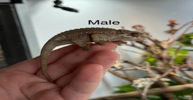 Chameleon reptiles in Plymouth - Advert 4