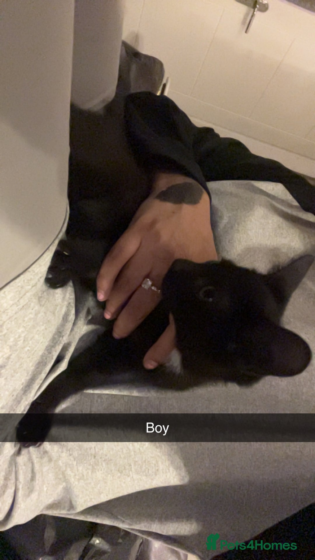 Mixed Breed cats for sale: Kittens for sale asap £40 - Image 4