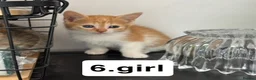 Mixed Breed cats for sale: Cats for sale  in Birmingham - Advert 5