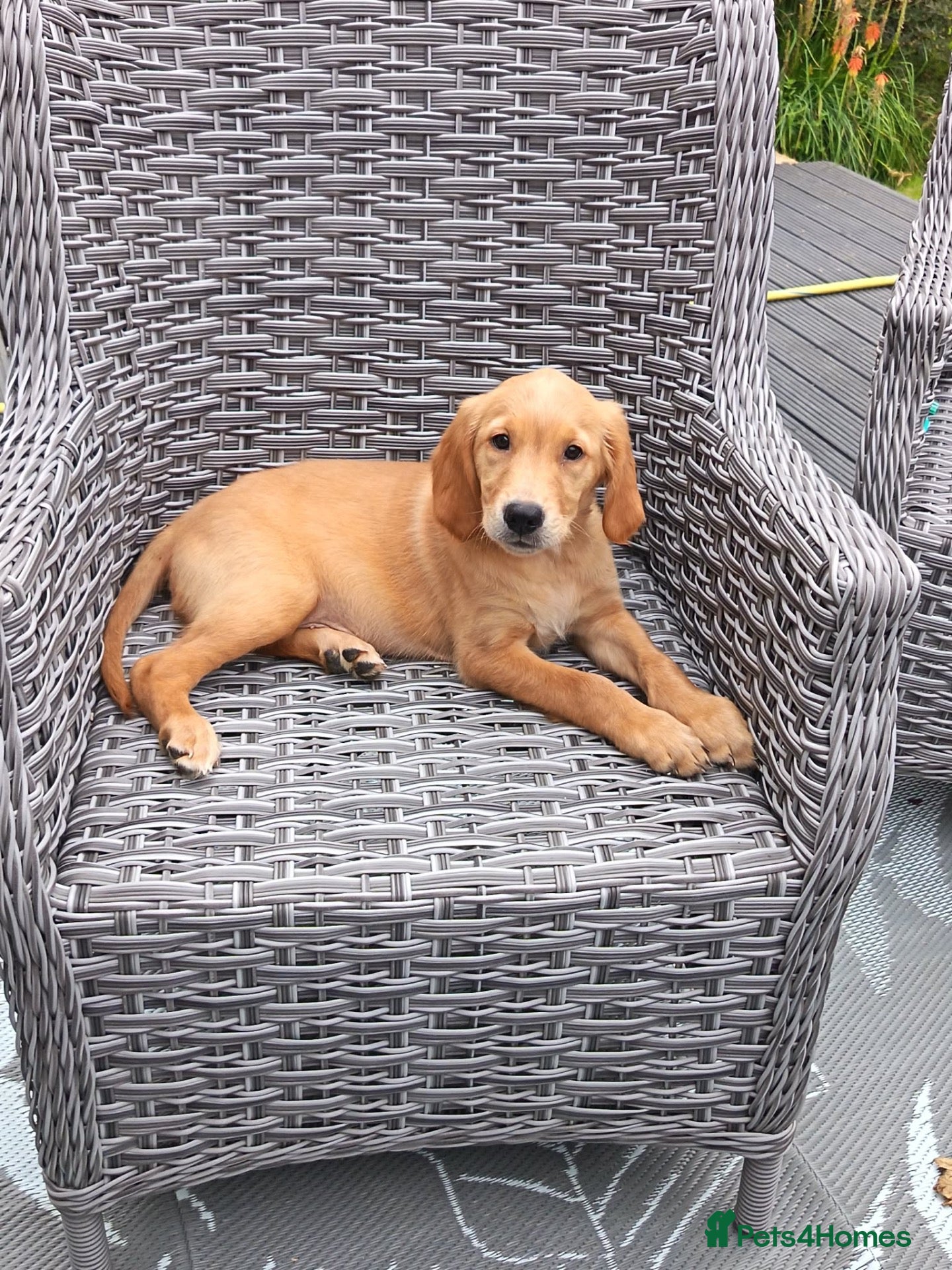 Golden Retriever dogs KC Fox Red Golden Retriever Puppies  - Advert 1