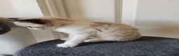 Siamese cats for sale: ❤️❤️❤️ Adorable blue-point Siamese kittens ❤️❤️❤️  - Advert 35