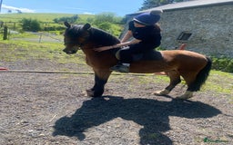 Welsh Section C horses for sale: Section c gelding riding pony  - Image 4
