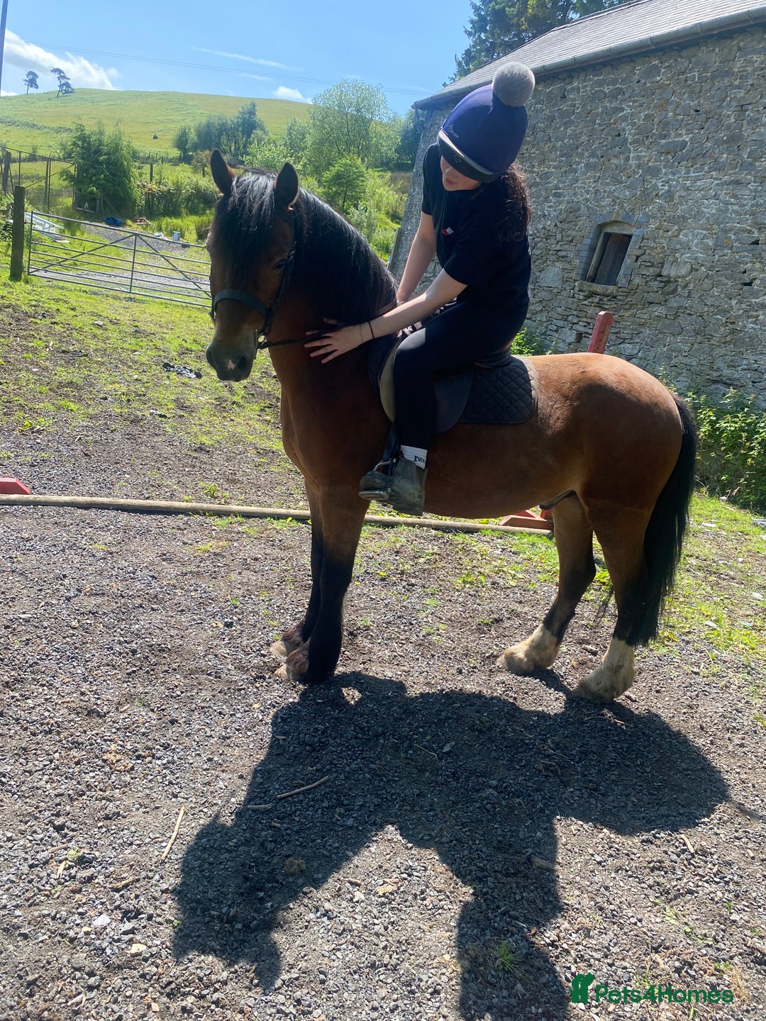 Welsh Section C horses for sale: Section c gelding riding pony  - Image 4