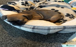 Frug dogs for sale: 12 week old frug puppy - Image 7