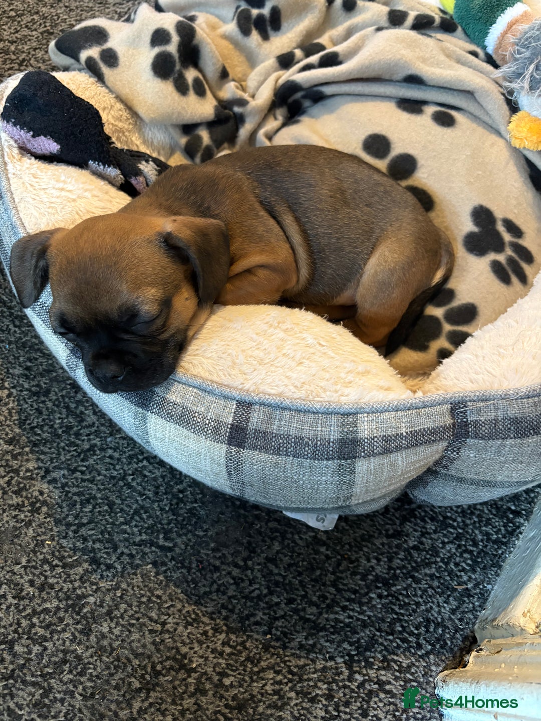 Frug dogs for sale: 12 week old frug puppy - Image 7