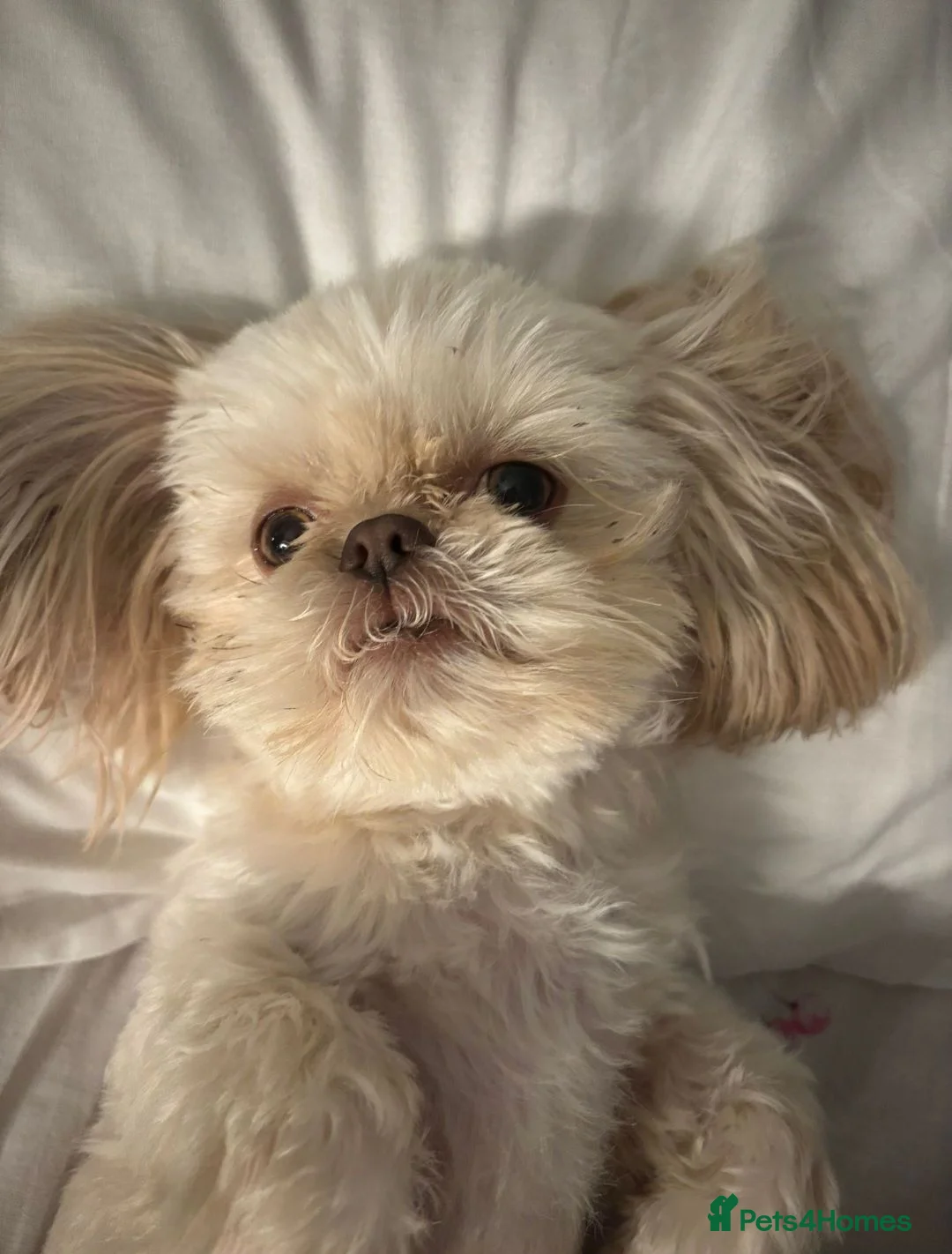 Shih Tzu dogs for stud:  imperial stud proven  - Advert 2