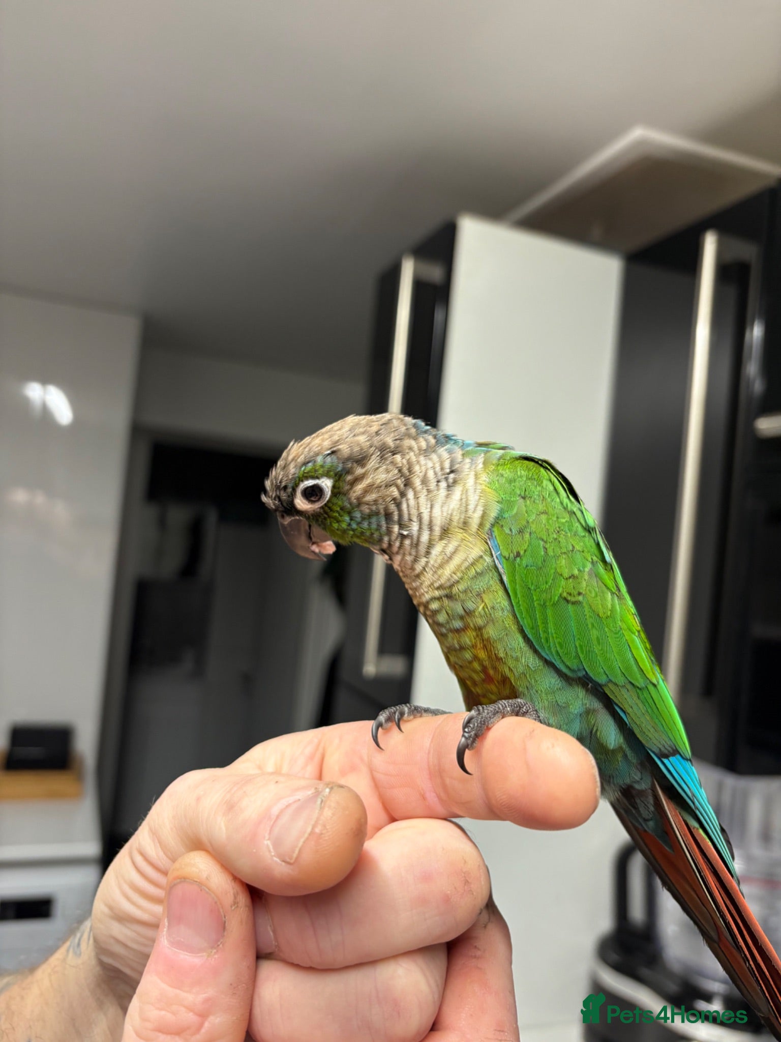 Conures birds Conure  - Advert 2