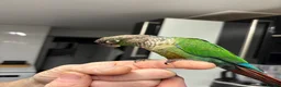 Conures birds for sale: Conure  - Advert 2