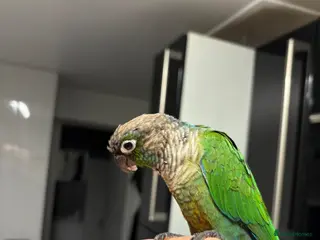 Conures birds Conure - Advert 2