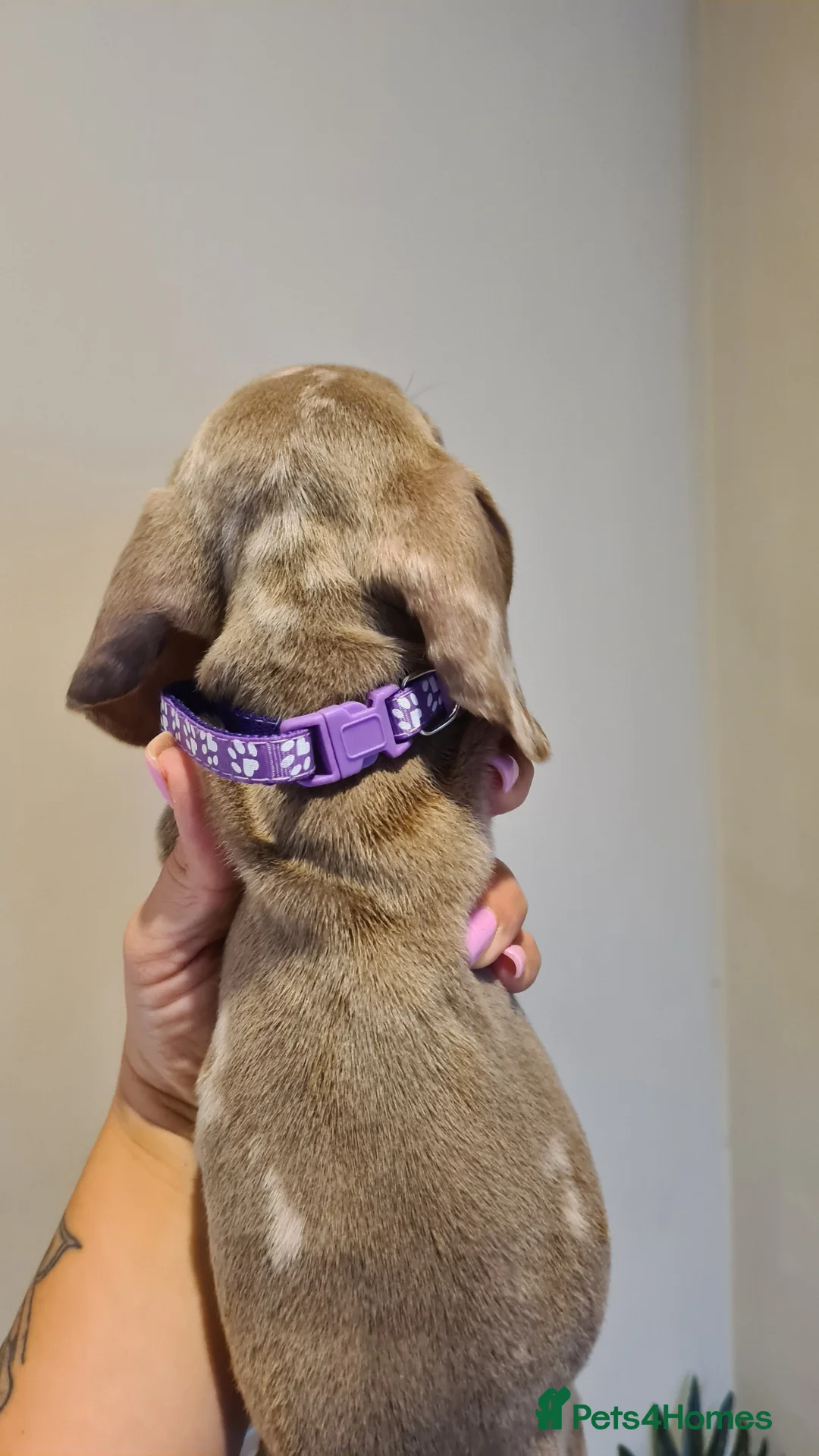 Miniature Dachshund dogs for sale: Lilac dapple daxies ready soon 3 girls 2 boys left - Advert 7