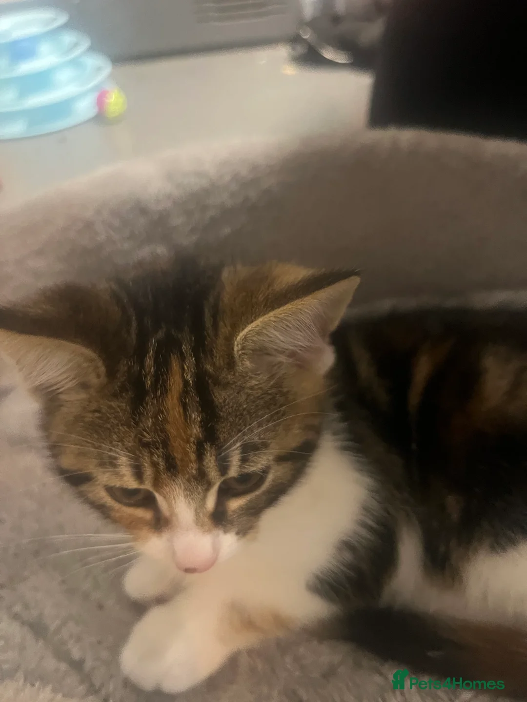 Mixed Breed cats for sale: 🐾 Beautiful 10 week Old Calico Female Kittens 🐾 - Advert 15